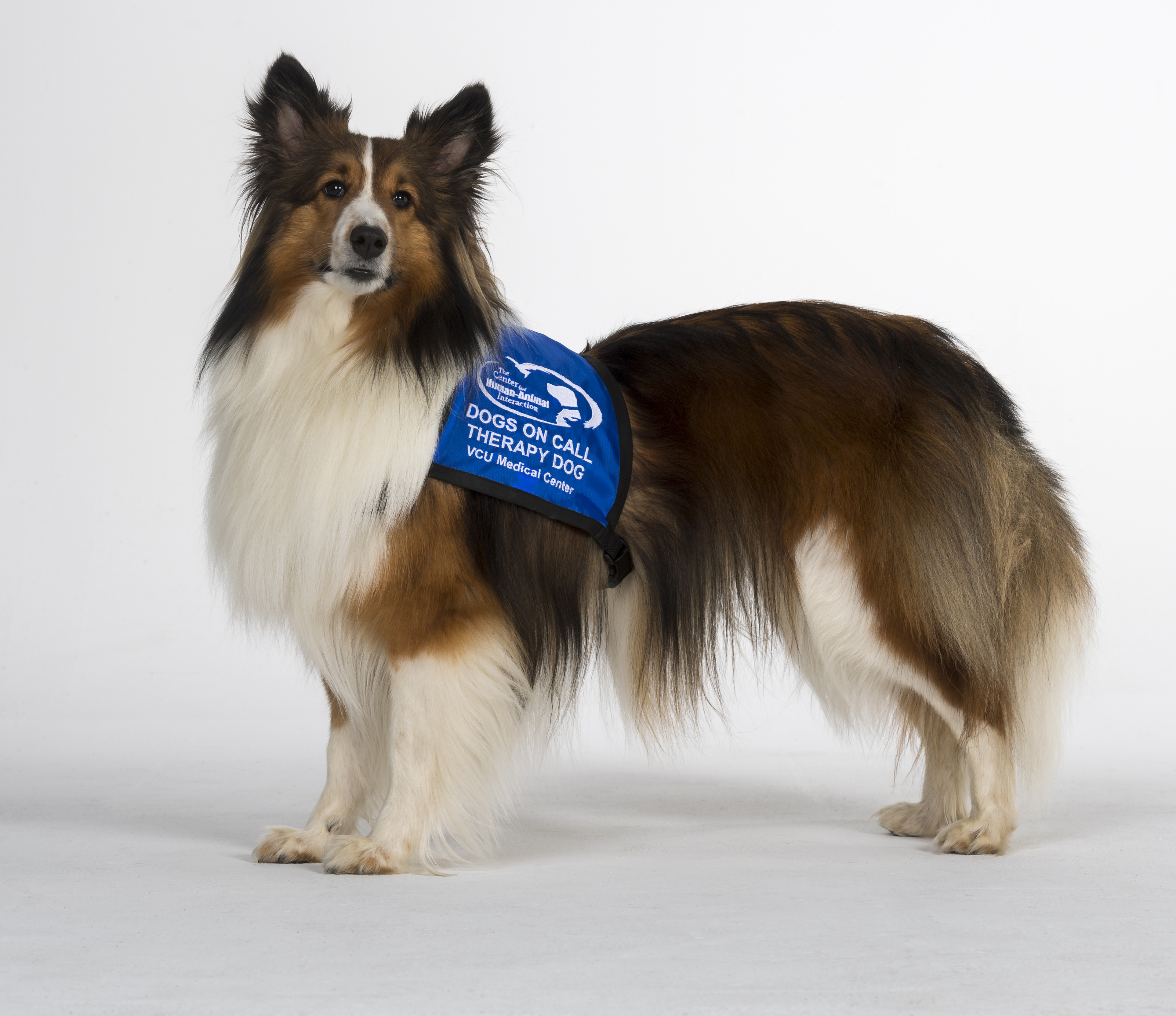 Indy—short for Dr. Indiana Bones—is a 3-year-old Sheltie in the Dogs on Call program. One of his handlers, Briton Spriggs, is a Class of 2023 medical student. (Photo by Allen Jones, VCU University Relations)