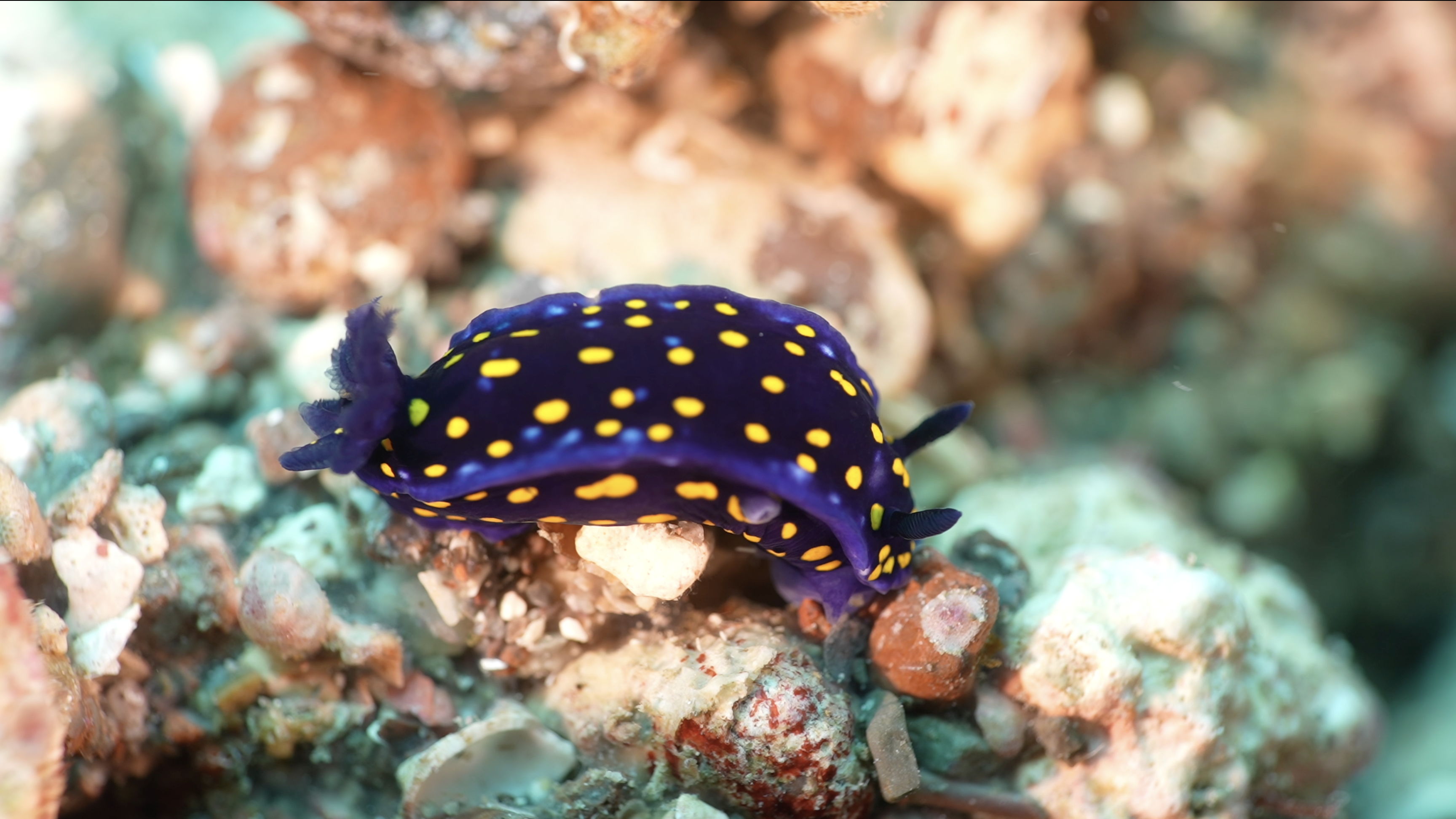  Sea of Cortez: The California blue dorid, originally found in the Eastern Pacific Ocean along the California coast from Monterey Bay through Baja, became regionally extinct in the northern part of its range, disappearing completely by 1984. In 2003, it began to reappear. 
