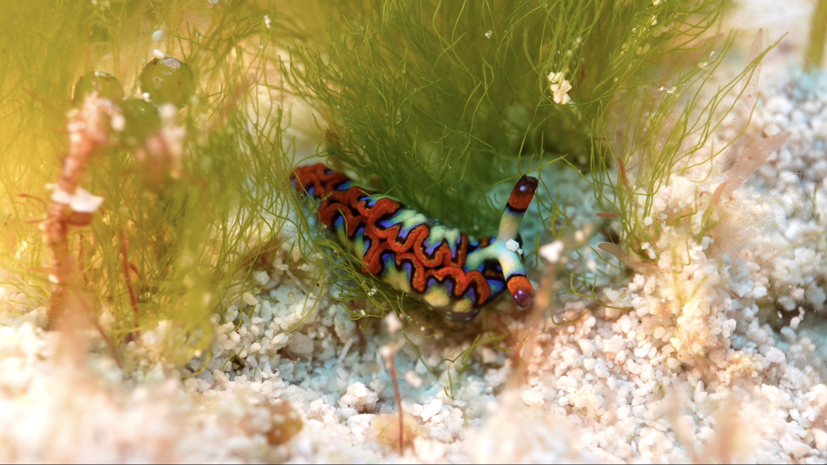  Cozumel, Mexico: Because it carries all the colors of the flag, Pervaiz calls the painted elysia the most American of sea slugs. 