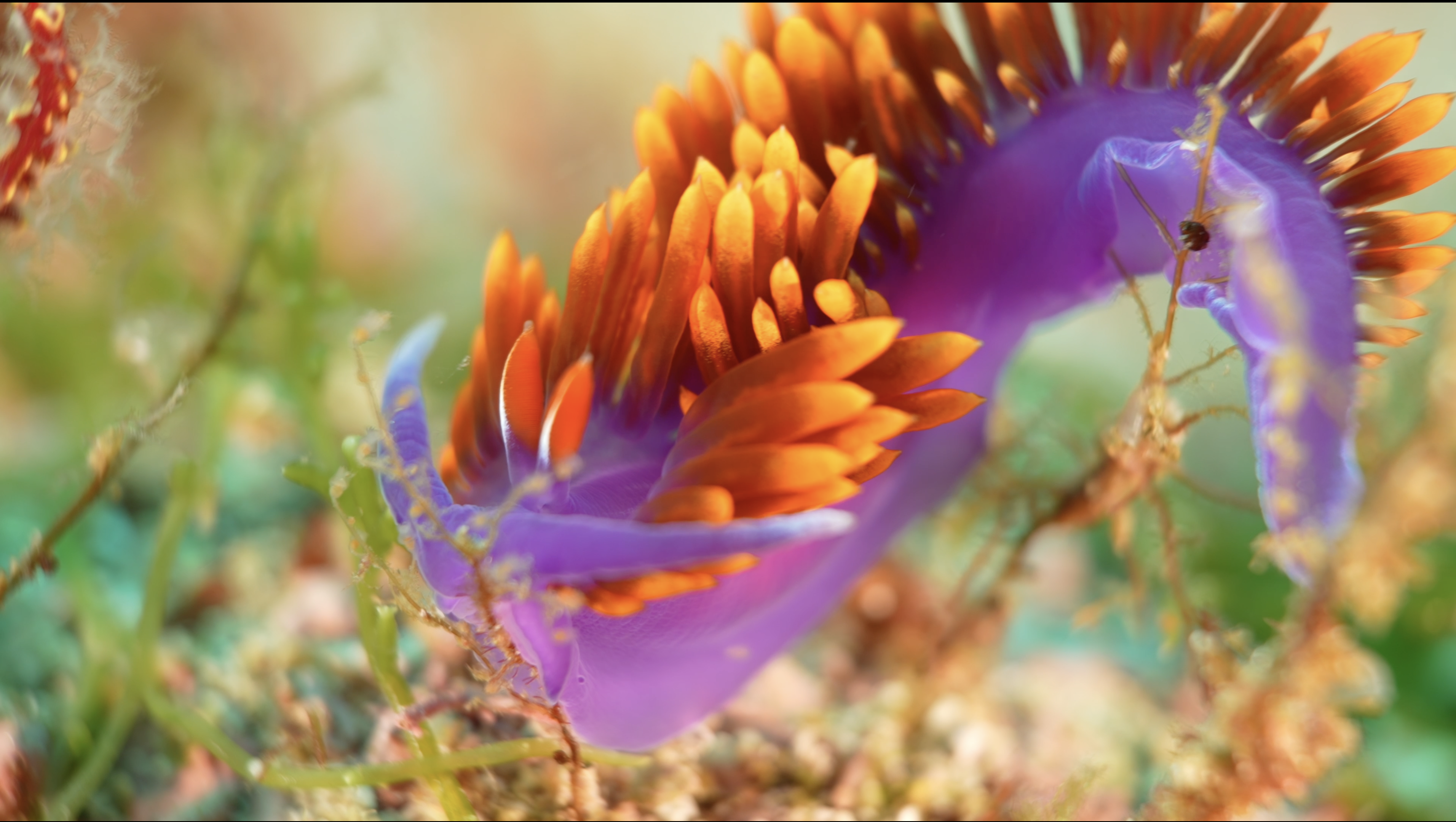  Sea of Cortez: Pervaiz says the Spanish shawl is the most colorful sea slug. The orange gills on their backs serve as a warning to potential predators. “Sometimes,” he says, “you see so many new things, it’s almost sensory overload.” 