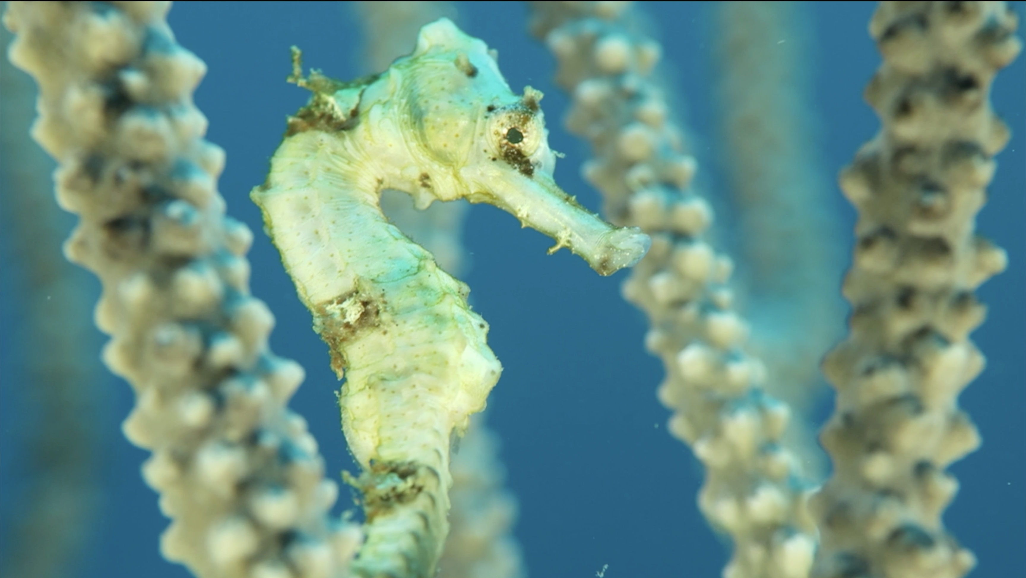 Roatan, Honduras: Pervaiz affectionately refers to this longsnout seahorse as the “White Knight.” He spends a great deal of time selecting the perfect original (not copyrighted) music to accompany his videos. 