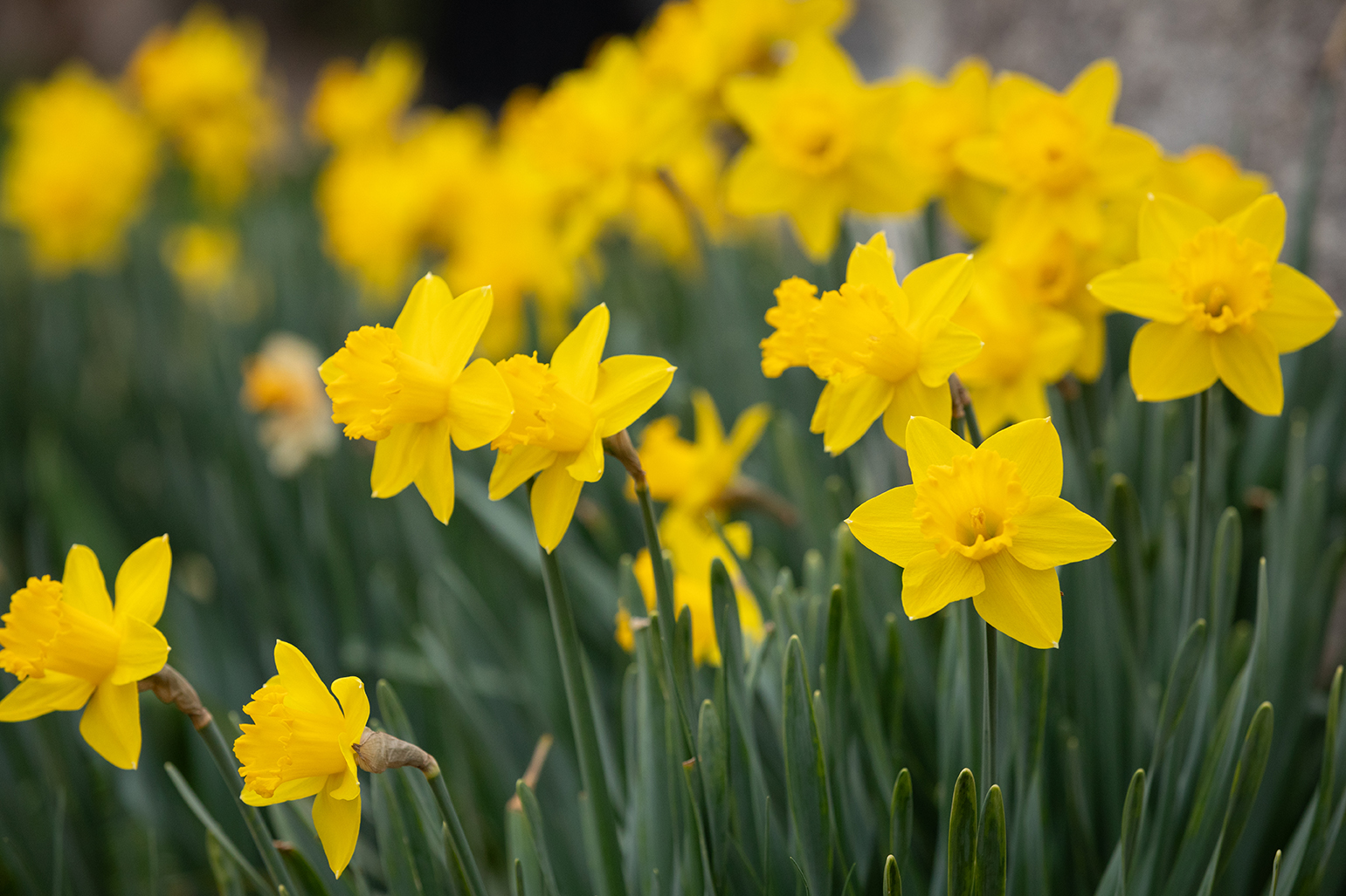 Yellow daffodils.