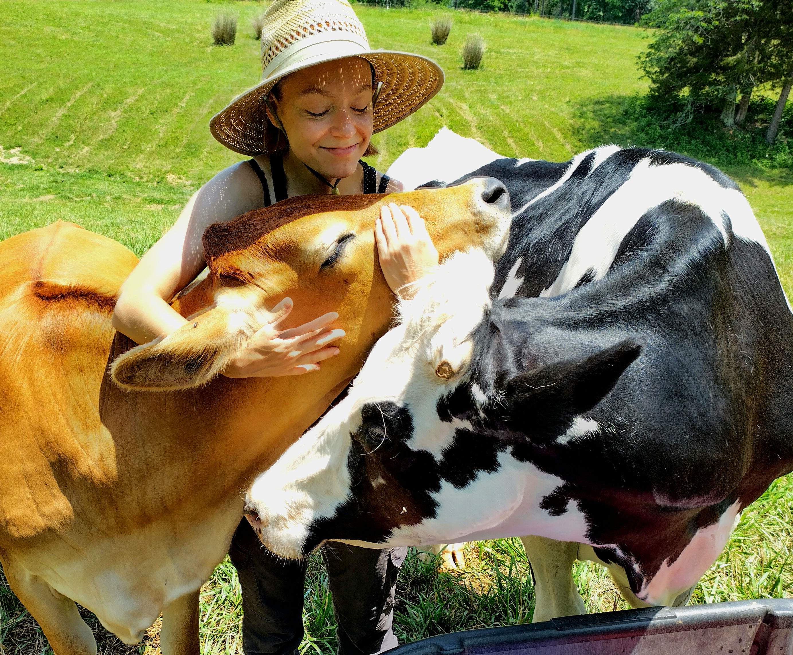  Emily Clark recently rescued two cows named Percy and Ginny. She is training them to be therapy cows. 