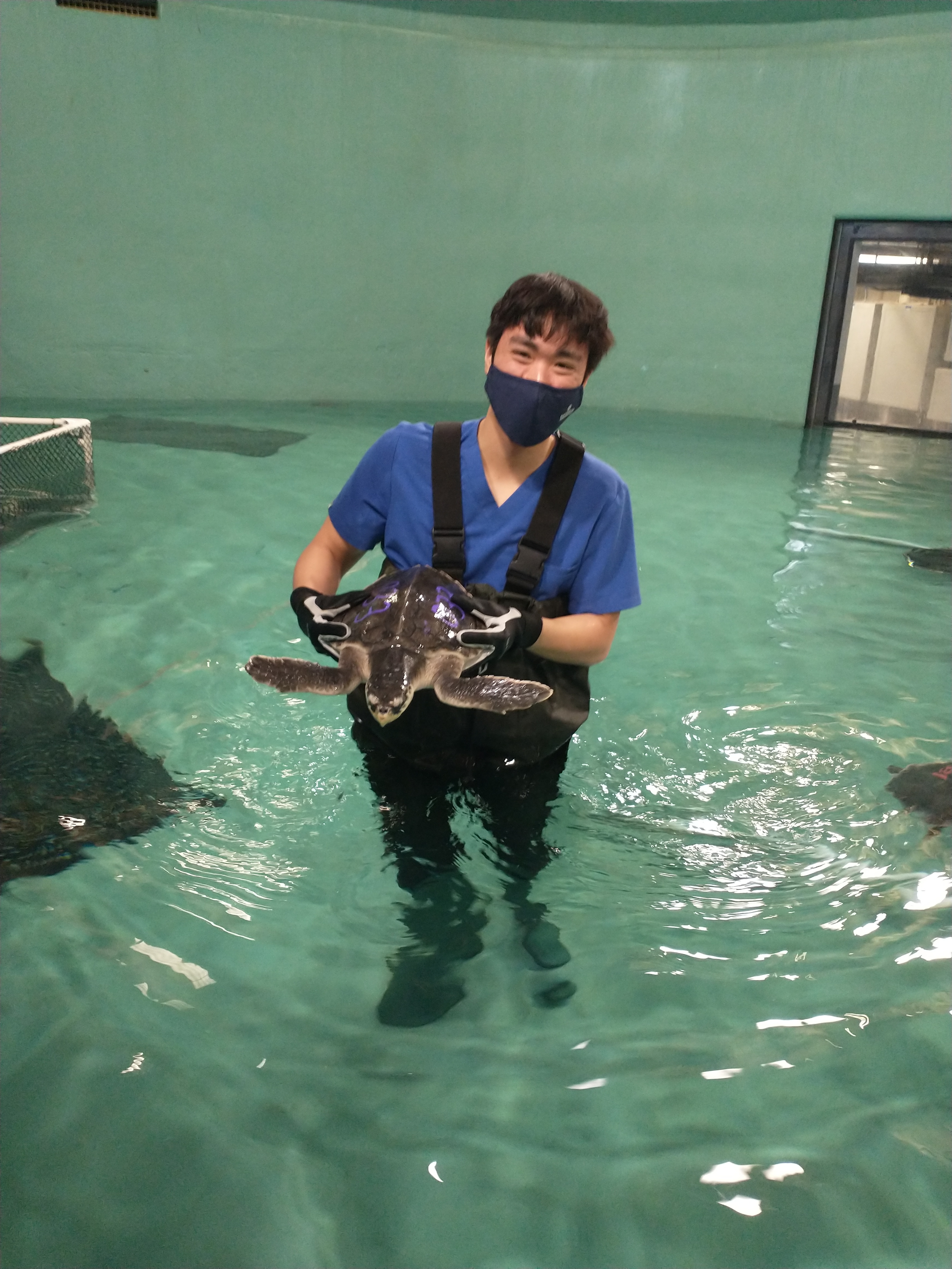  Loukas Kang spent his gap year treating sick or injured baby sea turtles and seals at a marine animal rescue center. 