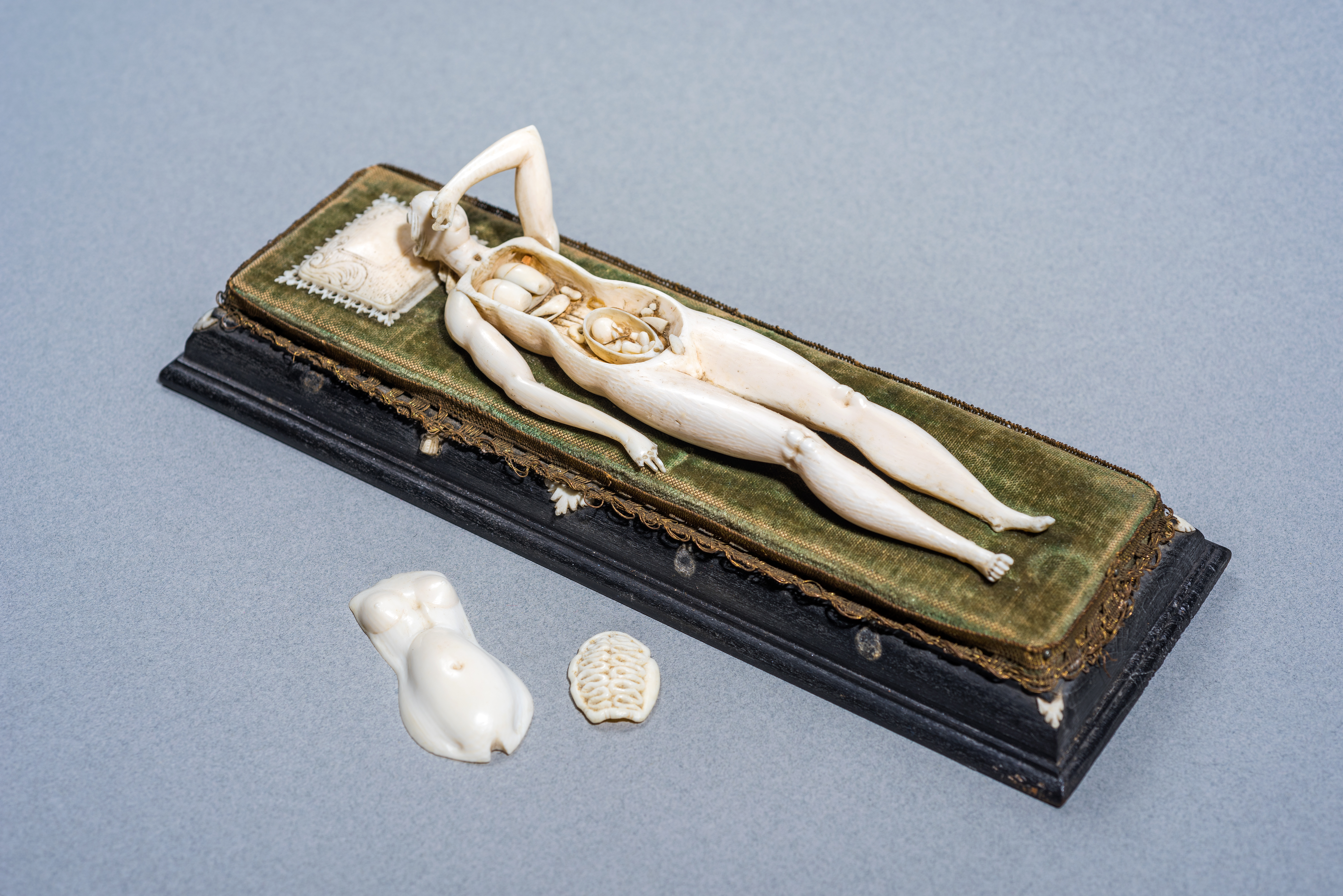Piece of the Past Ivory anatomical model DSC_1986 final byKevinSchindler